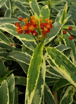 Monarch Promise Variegated Butterfly Weed, Mexican Butterflyweed, Milkweed, Asclepias curassavica 'Monarch Promise'
